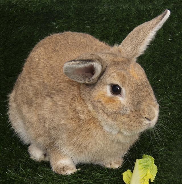 Marty, an adopted American in Chicago, IL image 5/5