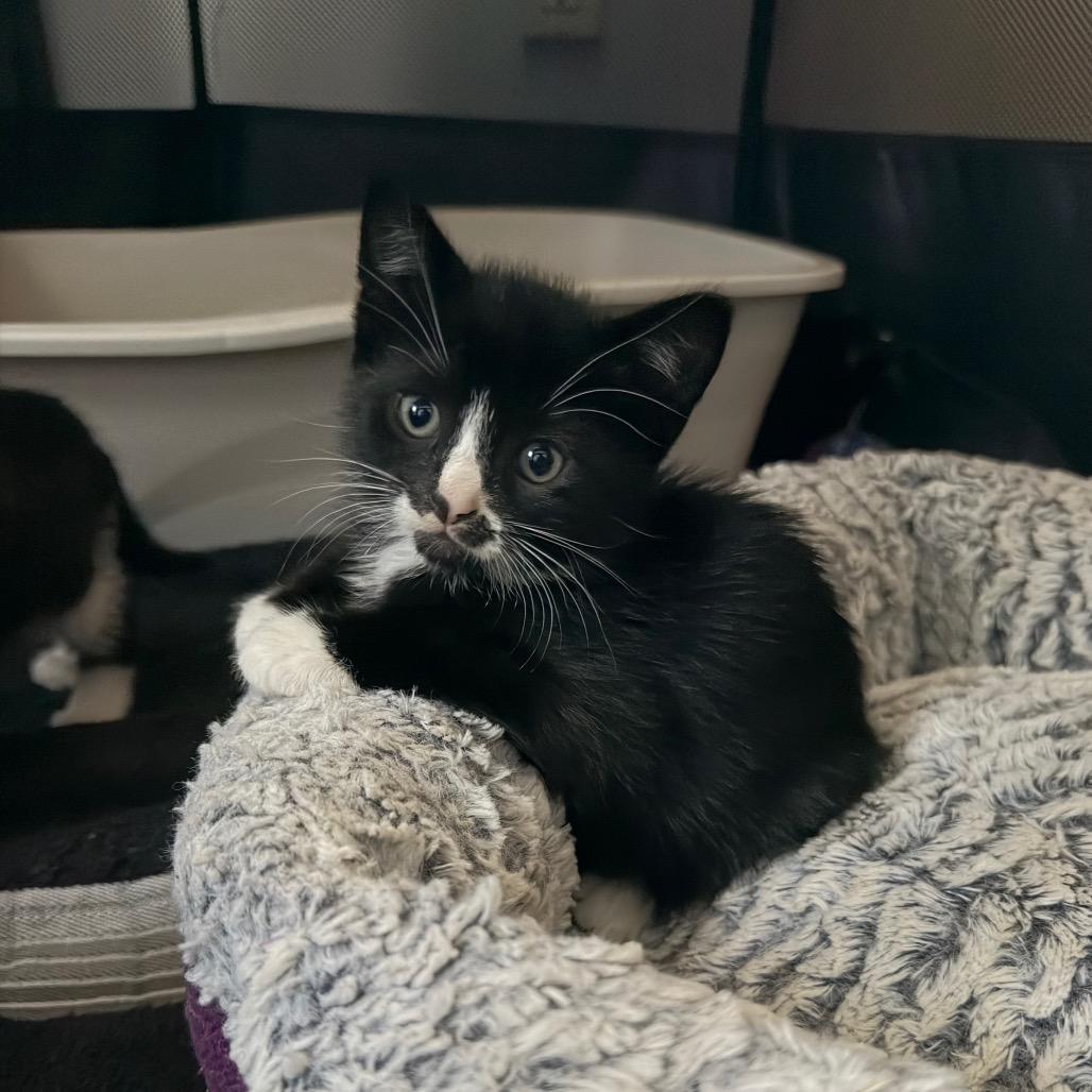 26-190 Jolly Roger, Adoptable, Kitten Male Domestic Short Hair.