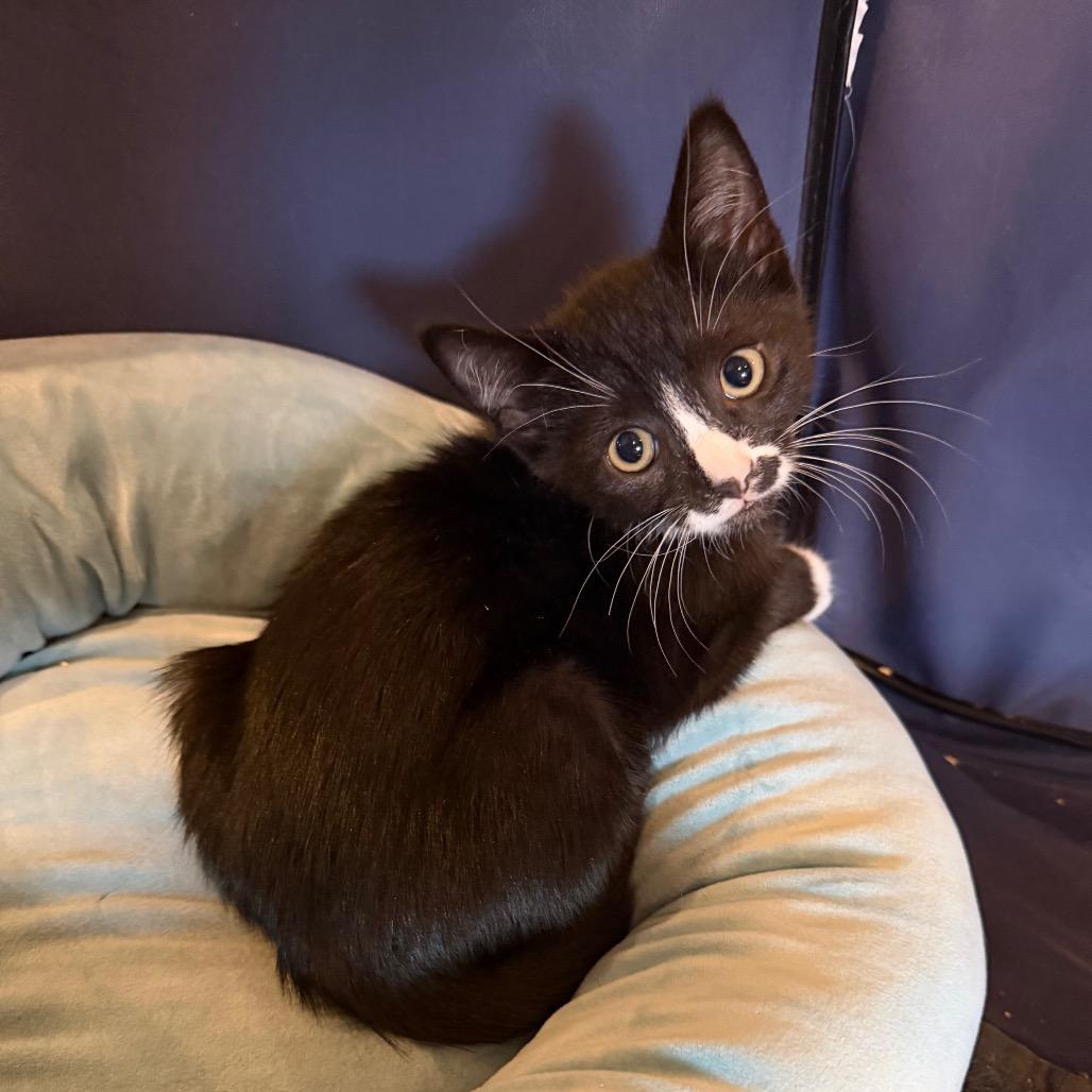 26-190 Jolly Roger, a Adoptable Domestic Short Hair in North Branford, CT image 2/6
