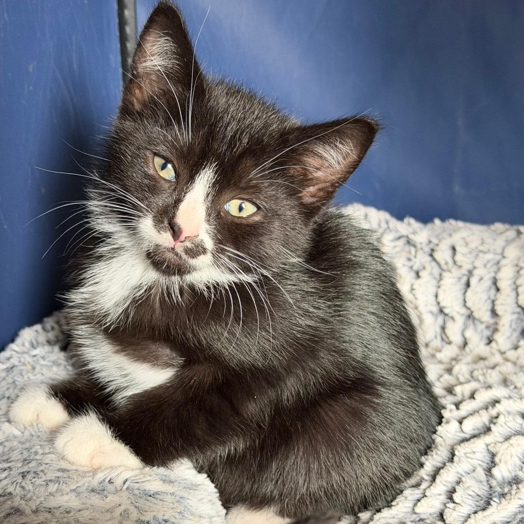 26-190 Jolly Roger, a Adoptable Domestic Short Hair in North Branford, CT image 3/6
