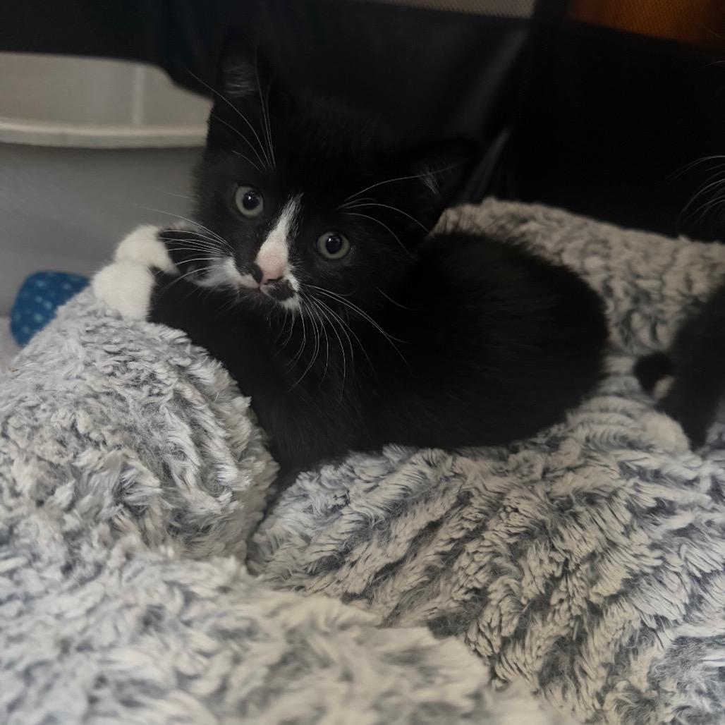 26-190 Jolly Roger, a Adoptable Domestic Short Hair in North Branford, CT image 5/6