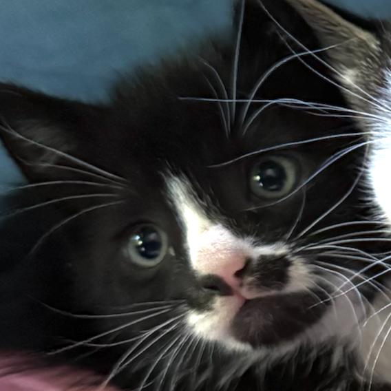26-190 Jolly Roger, a Adoptable Domestic Short Hair in North Branford, CT image 6/6