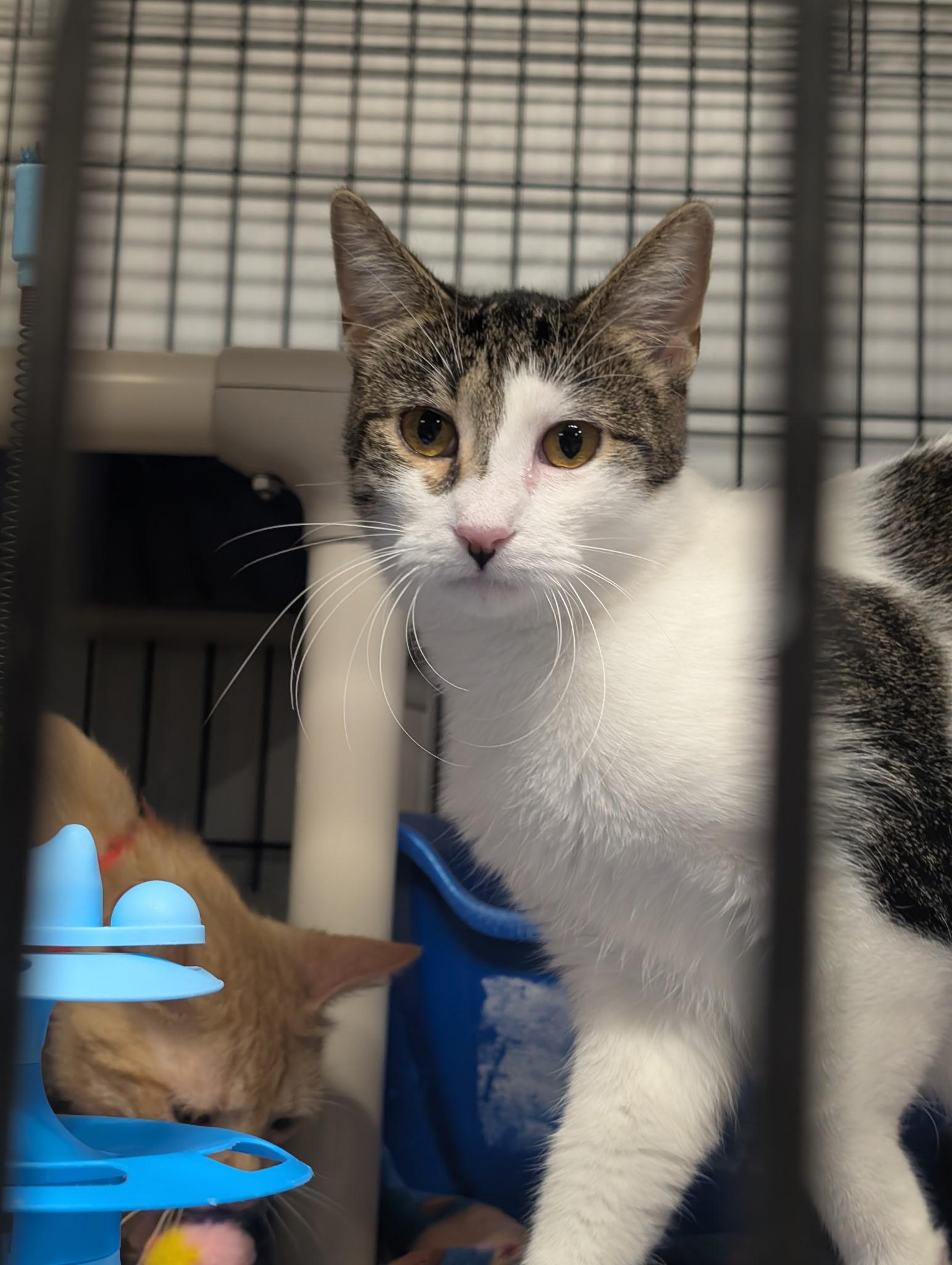 Enlarge Belvita, a ADOPTABLE Domestic Short Hair in Mears, MI image 2/2