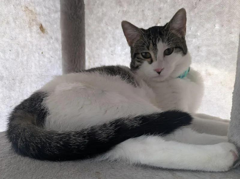 Belvita, ADOPTABLE, Adult Female Domestic Short Hair.