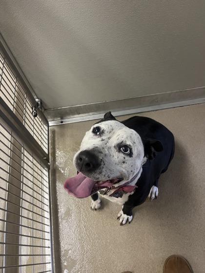 Enlarge Love, a Adoptable mixed breed in Norfolk, VA image 2/2