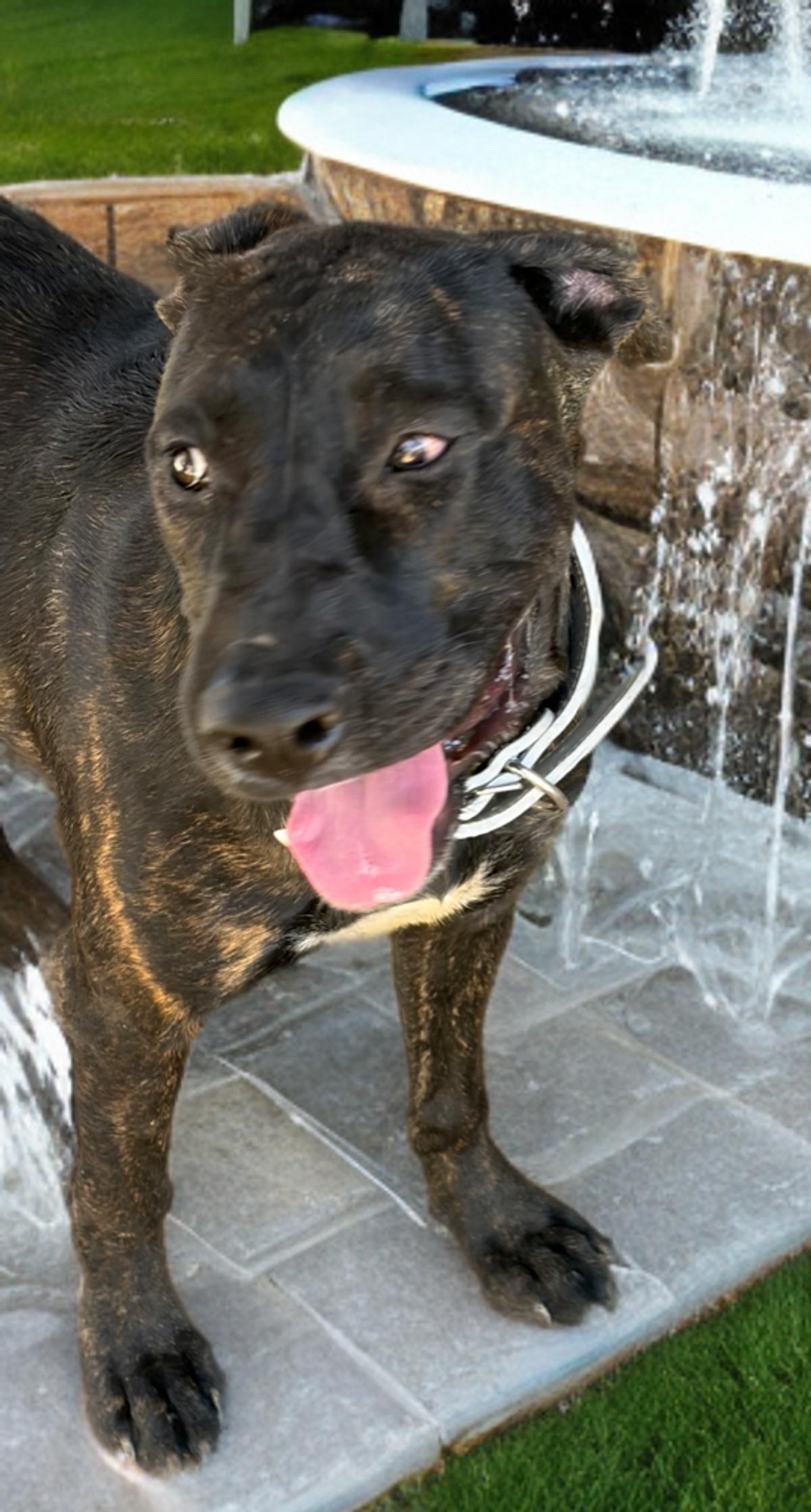 Daphne/georgia, Adoptable, Adult Female Shepherd.