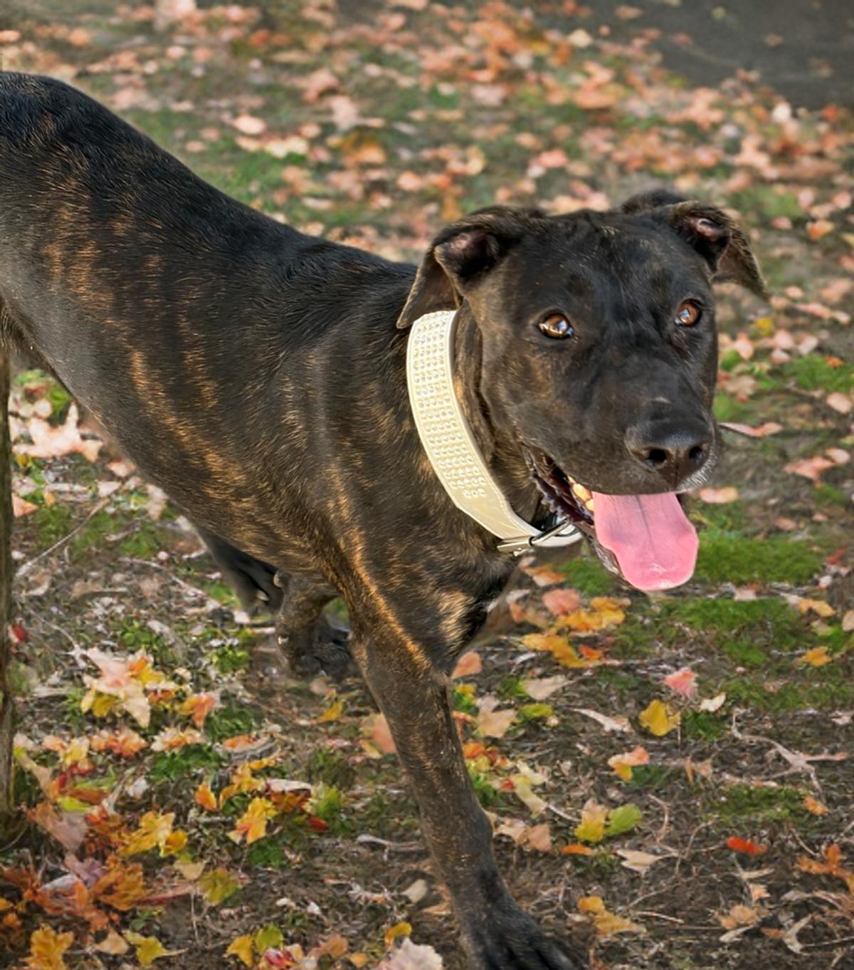 Enlarge Daphne/georgia, a Adoptable Shepherd in Kingman, AZ image 2/3