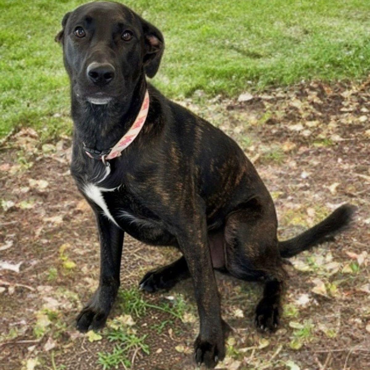 Daphne/georgia, Adoptable, Adult Female Shepherd.
