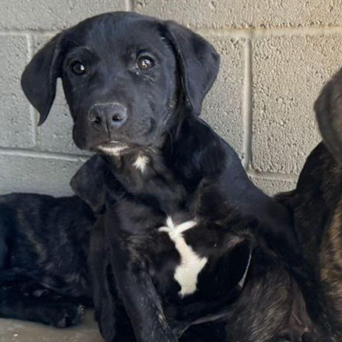 Daphne/georgia, a Adoptable Shepherd in Kingman, AZ image 2/2