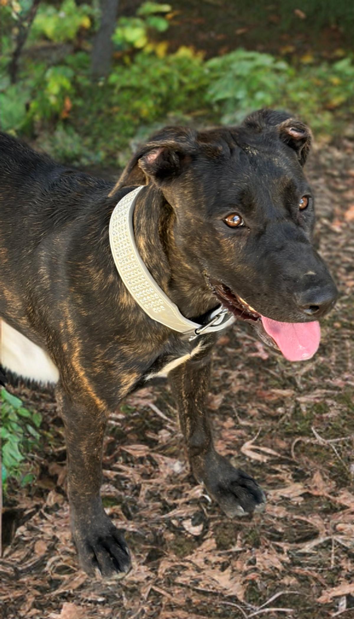 Enlarge Daphne/georgia, a Adoptable Shepherd in Kingman, AZ image 3/3