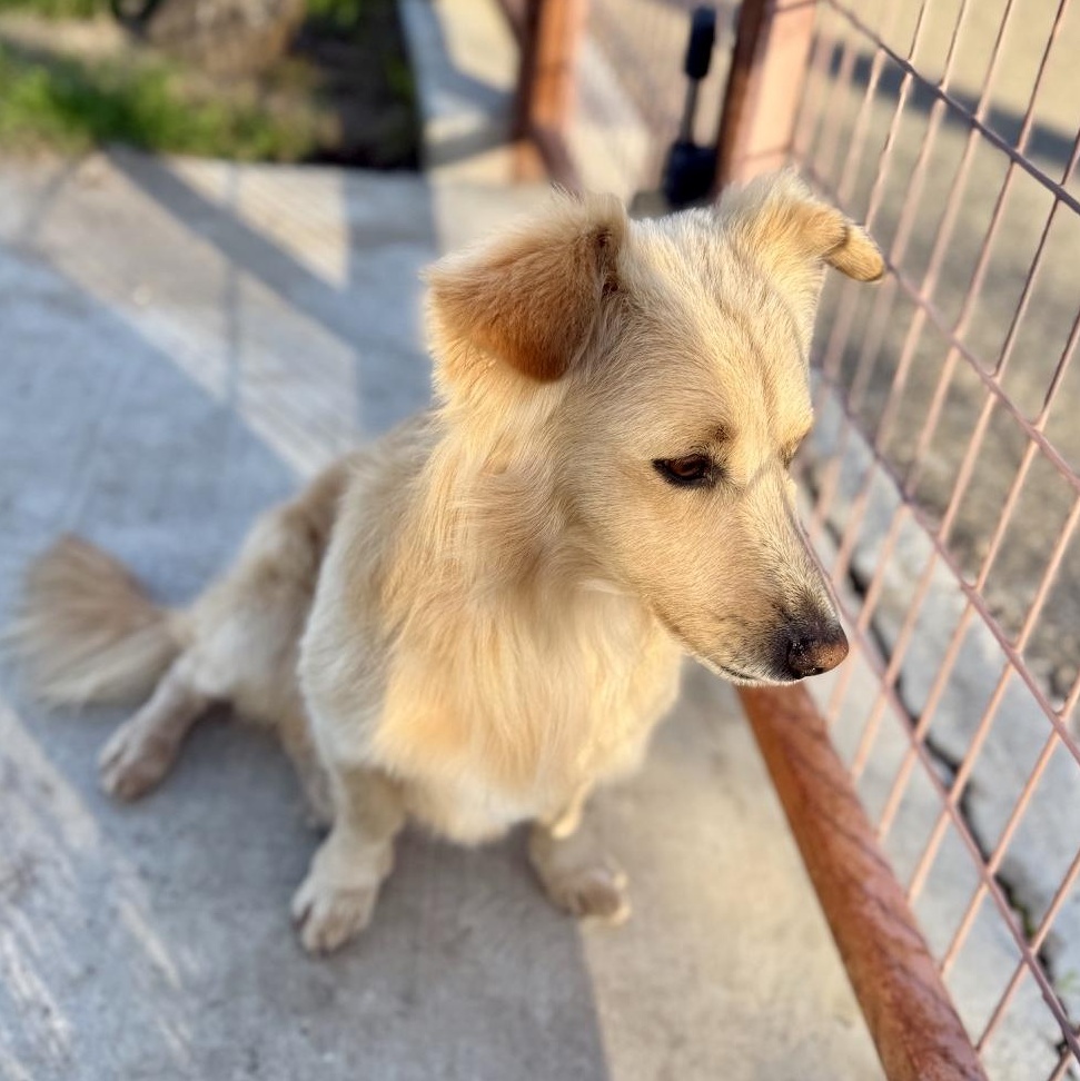 Enlarge Clark, an adopted mixed breed in modesto, CA image 3/6