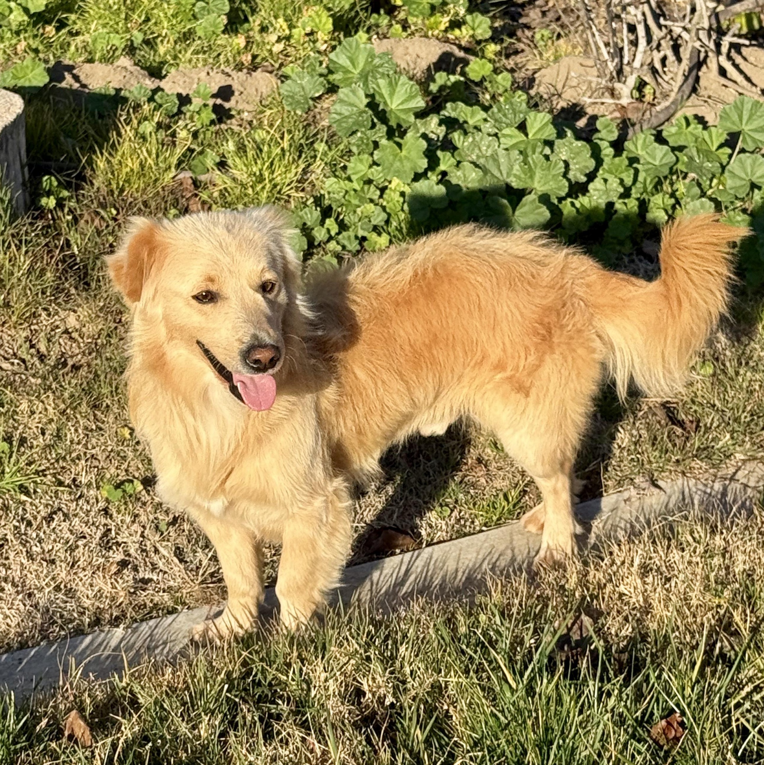 Enlarge Clark, an adopted mixed breed in modesto, CA image 4/6