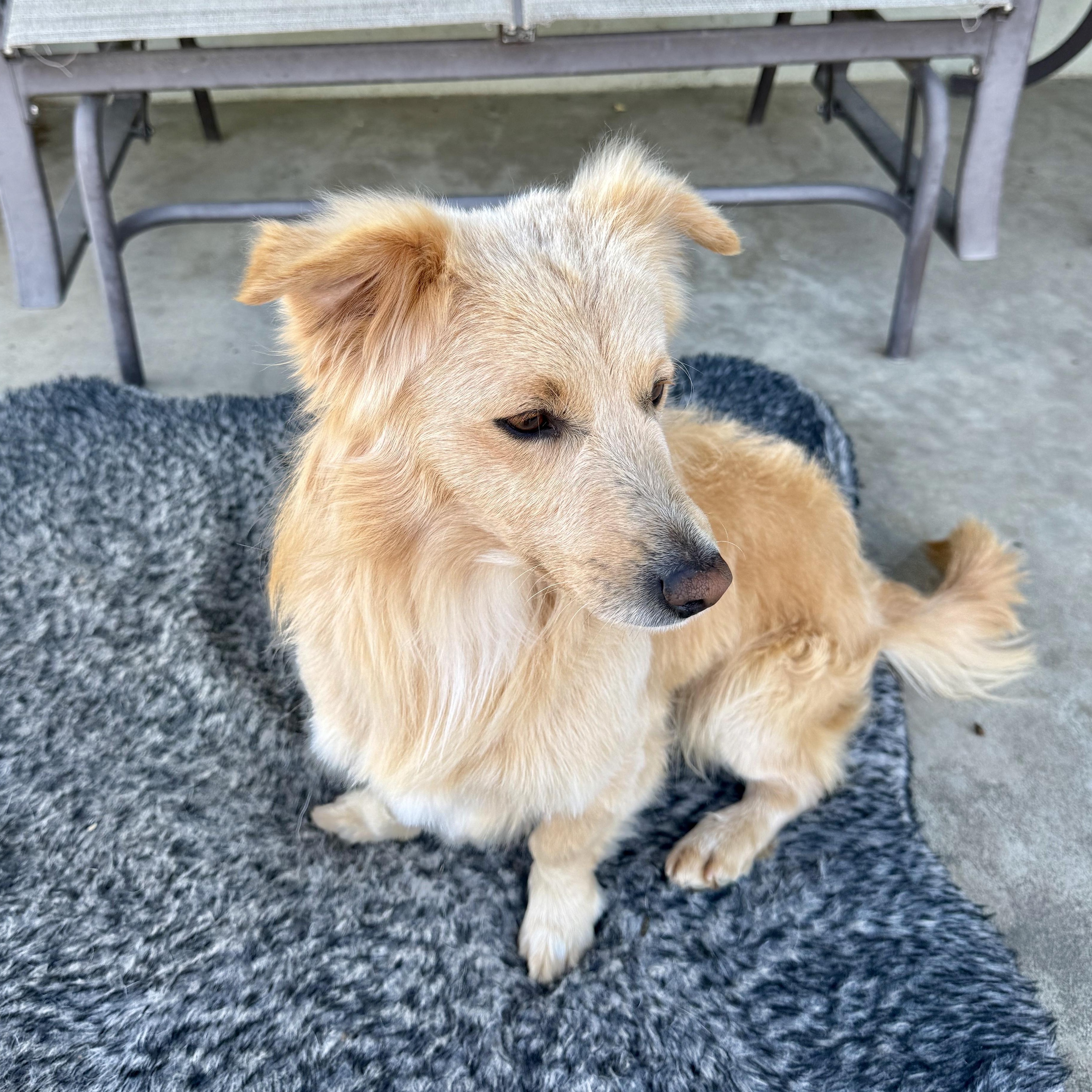 Enlarge Clark, an adopted mixed breed in modesto, CA image 2/6