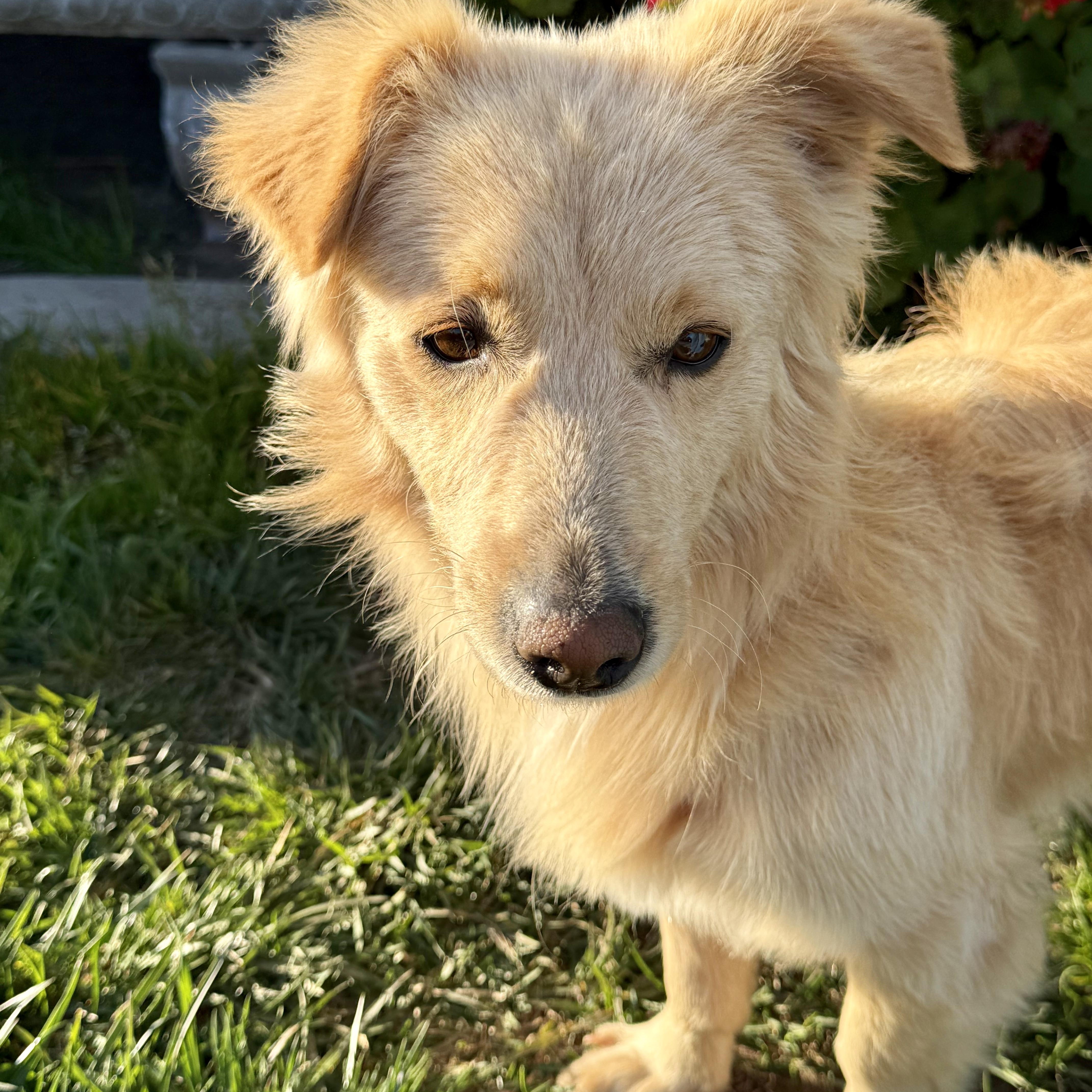 Enlarge Clark, an adopted mixed breed in modesto, CA image 6/6