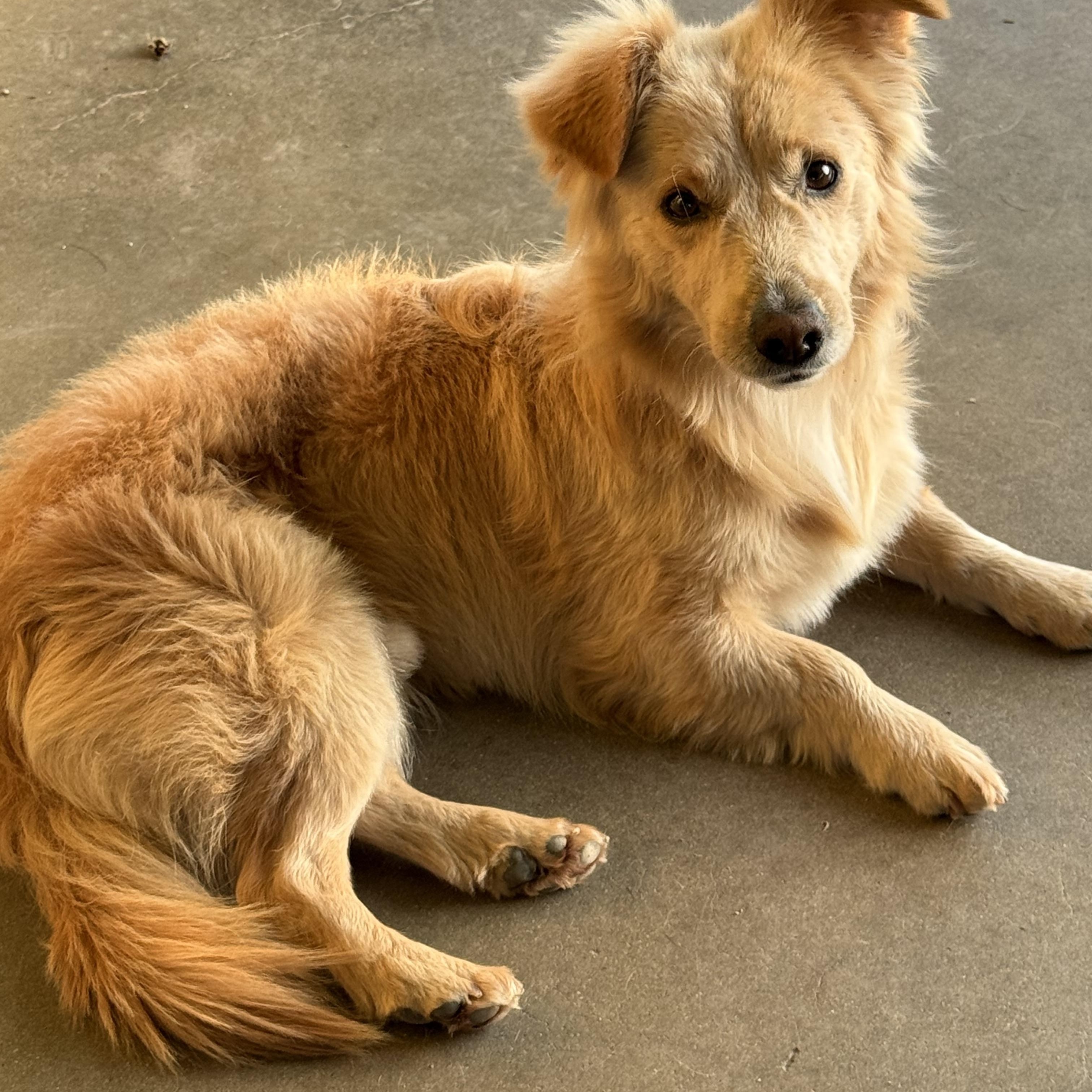 Clark, adopted, Young Male Golden Retriever & Corgi.