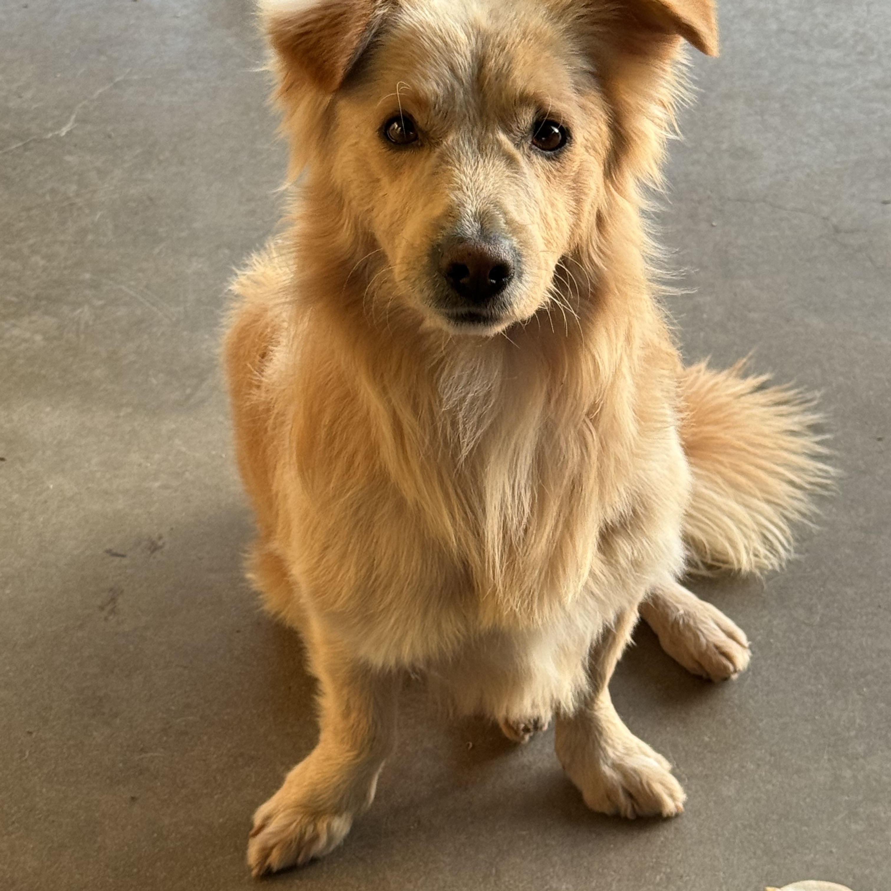 Enlarge Clark, an adopted mixed breed in modesto, CA image 5/6