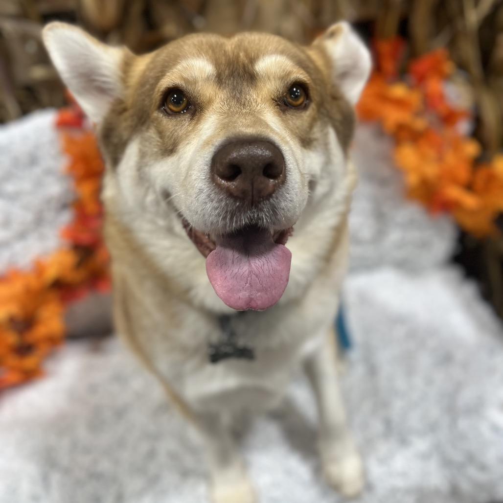 Babe, Adoptable, Adult Female Husky.
