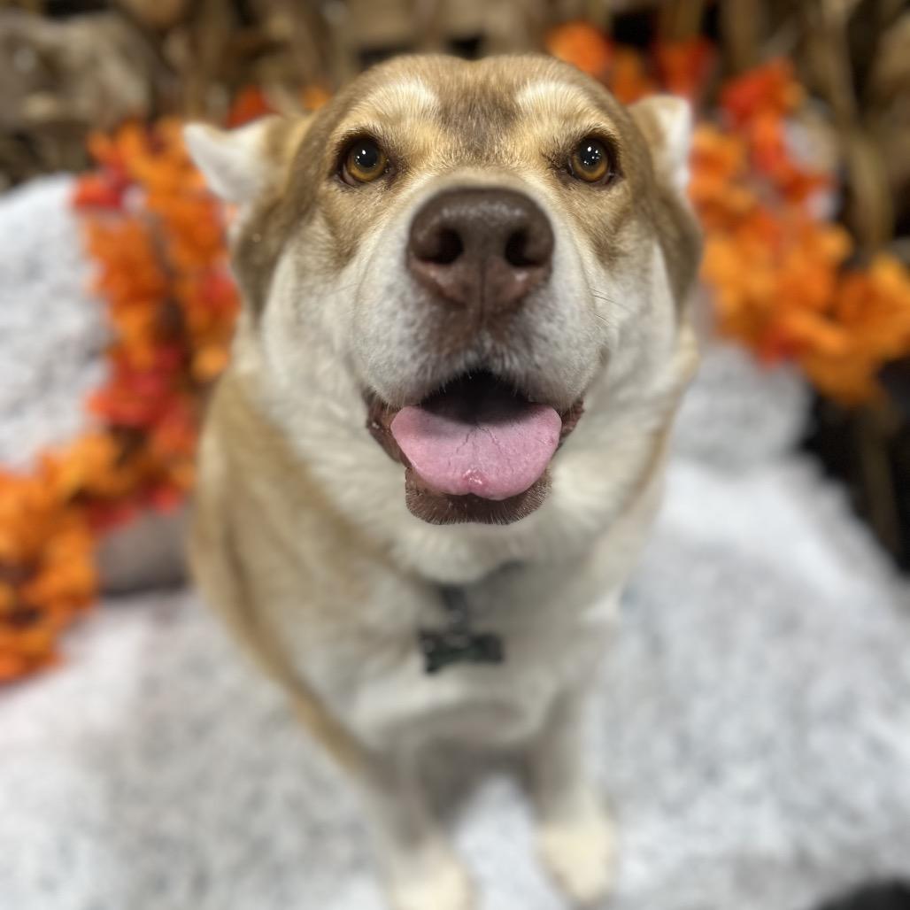 Enlarge Babe, a Adoptable Husky in Chesapeake, VA image 2/5