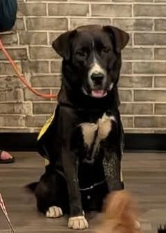 Wolfie, a Adoptable mixed breed in Statesville, NC image 3/6