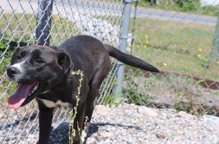 Wolfie, a Adoptable mixed breed in Statesville, NC image 4/6