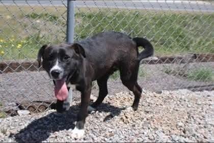Wolfie, a Adoptable mixed breed in Statesville, NC image 6/6