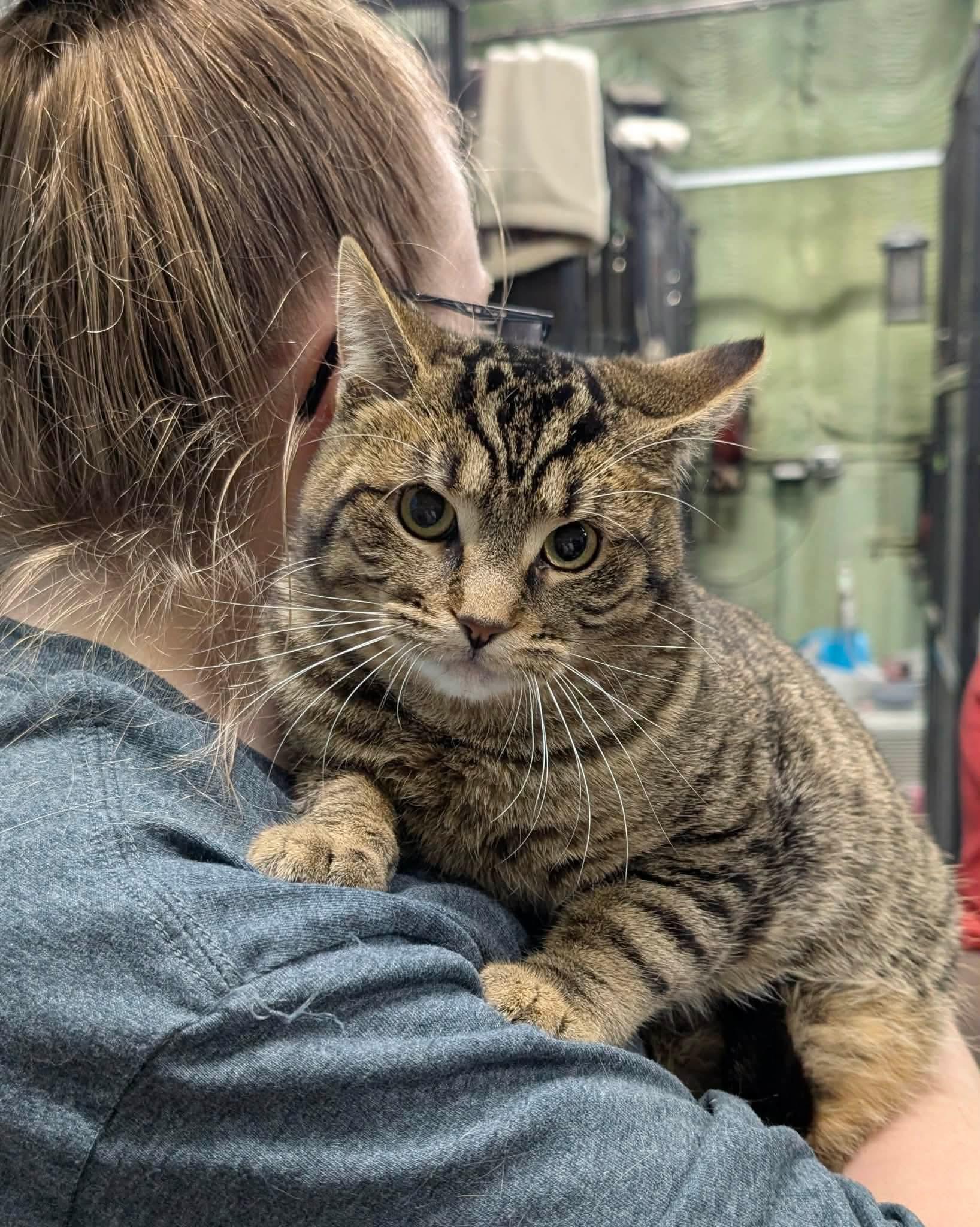 Enlarge TANK, a Adoptable Domestic Short Hair in Tillsonburg, ON image 1/2