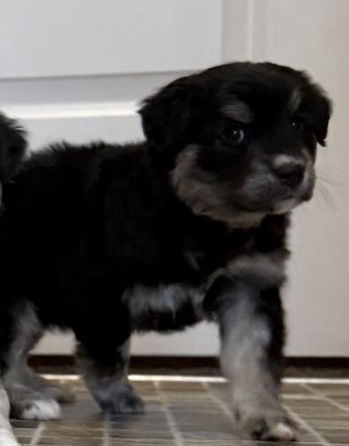 TUESDAY, Adoptable, Puppy Male Australian Shepherd.