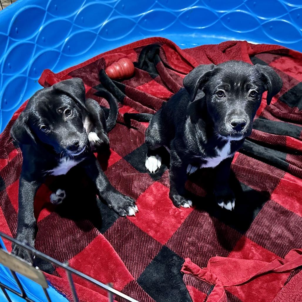 Prince Charm, Adoptable, Young Male Black Labrador Retriever.