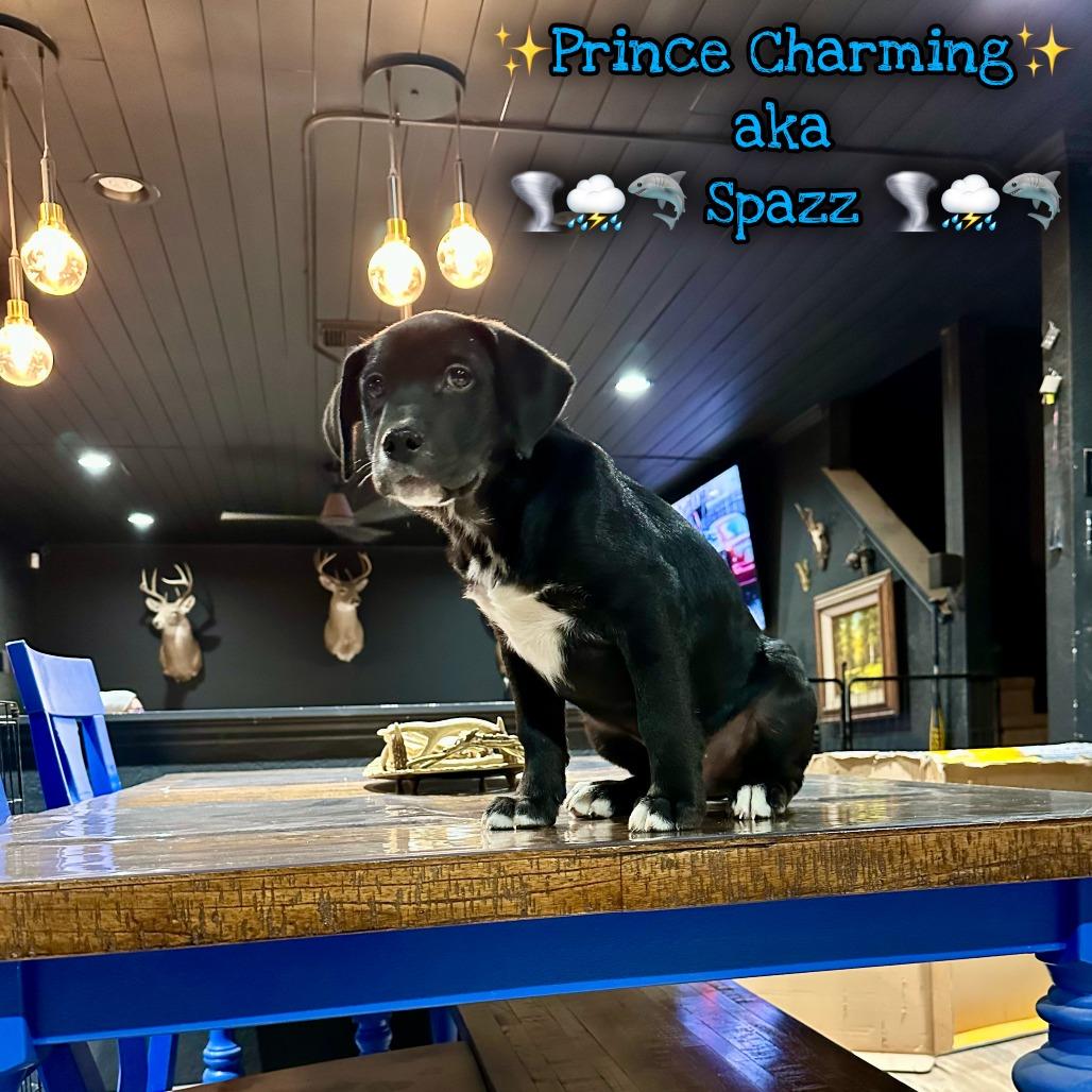 Enlarge Prince Charm, a Adoptable mixed breed in San Antonio, TX image 2/5