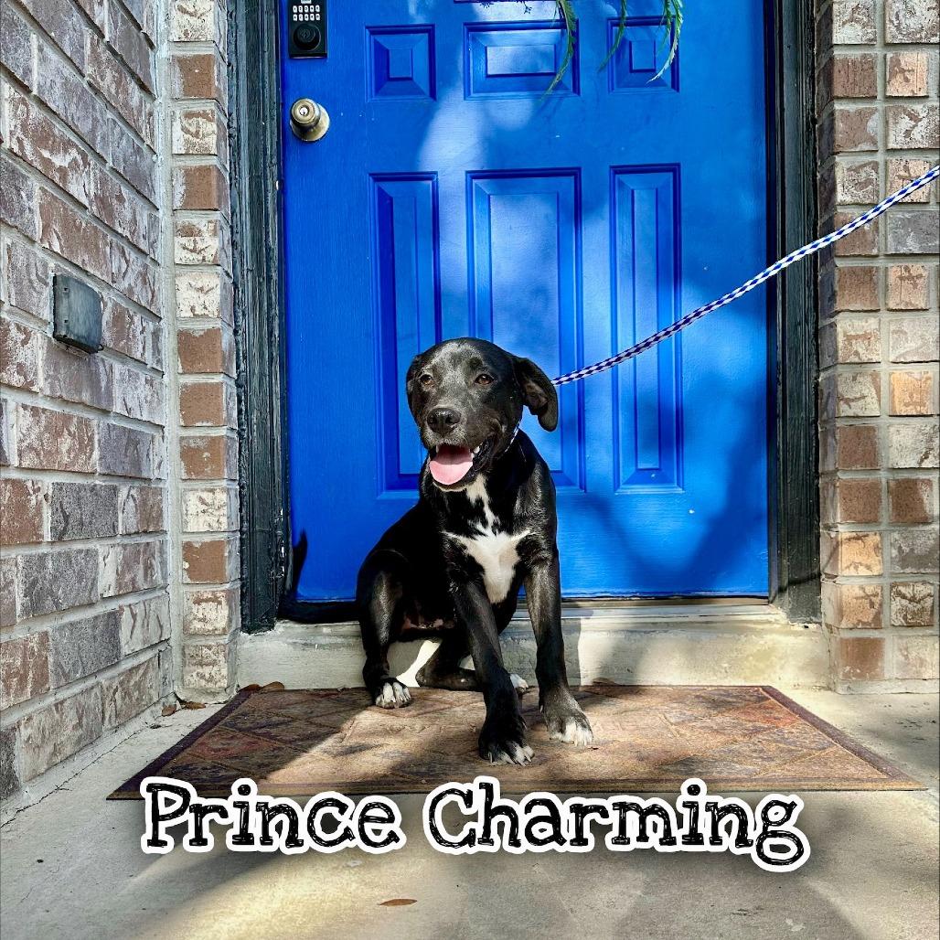Enlarge Prince Charm, a Adoptable mixed breed in San Antonio, TX image 3/5
