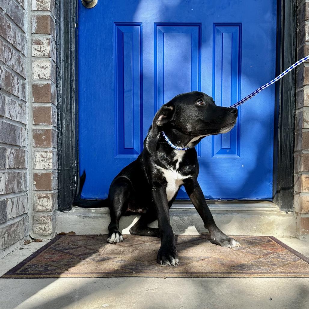 Enlarge Prince Charm, a Adoptable mixed breed in San Antonio, TX image 4/5