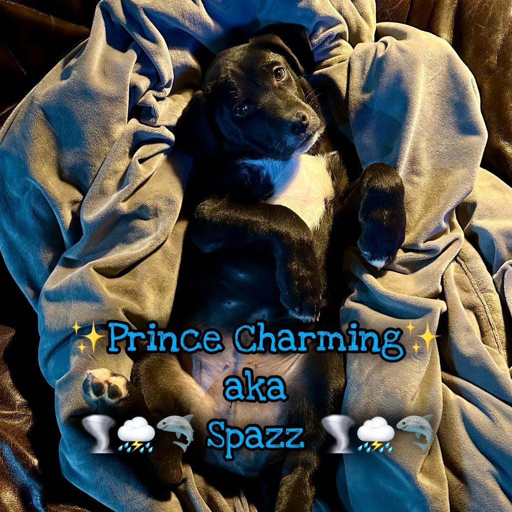 Enlarge Prince Charm, a Adoptable mixed breed in San Antonio, TX image 5/5