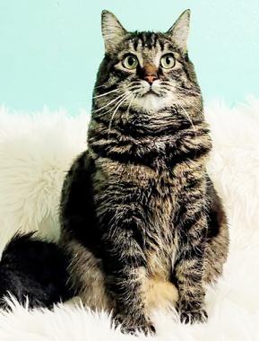 Maybelline, adoptable, Young Female Domestic Medium Hair.