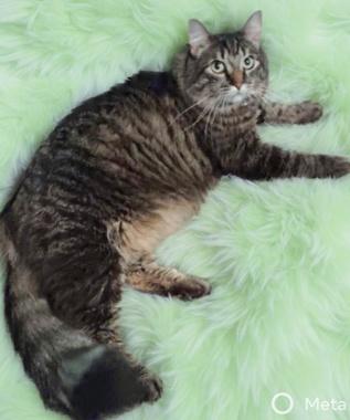 Enlarge Maybelline, an adoptable mixed breed in Fair Oaks, CA image 2/6