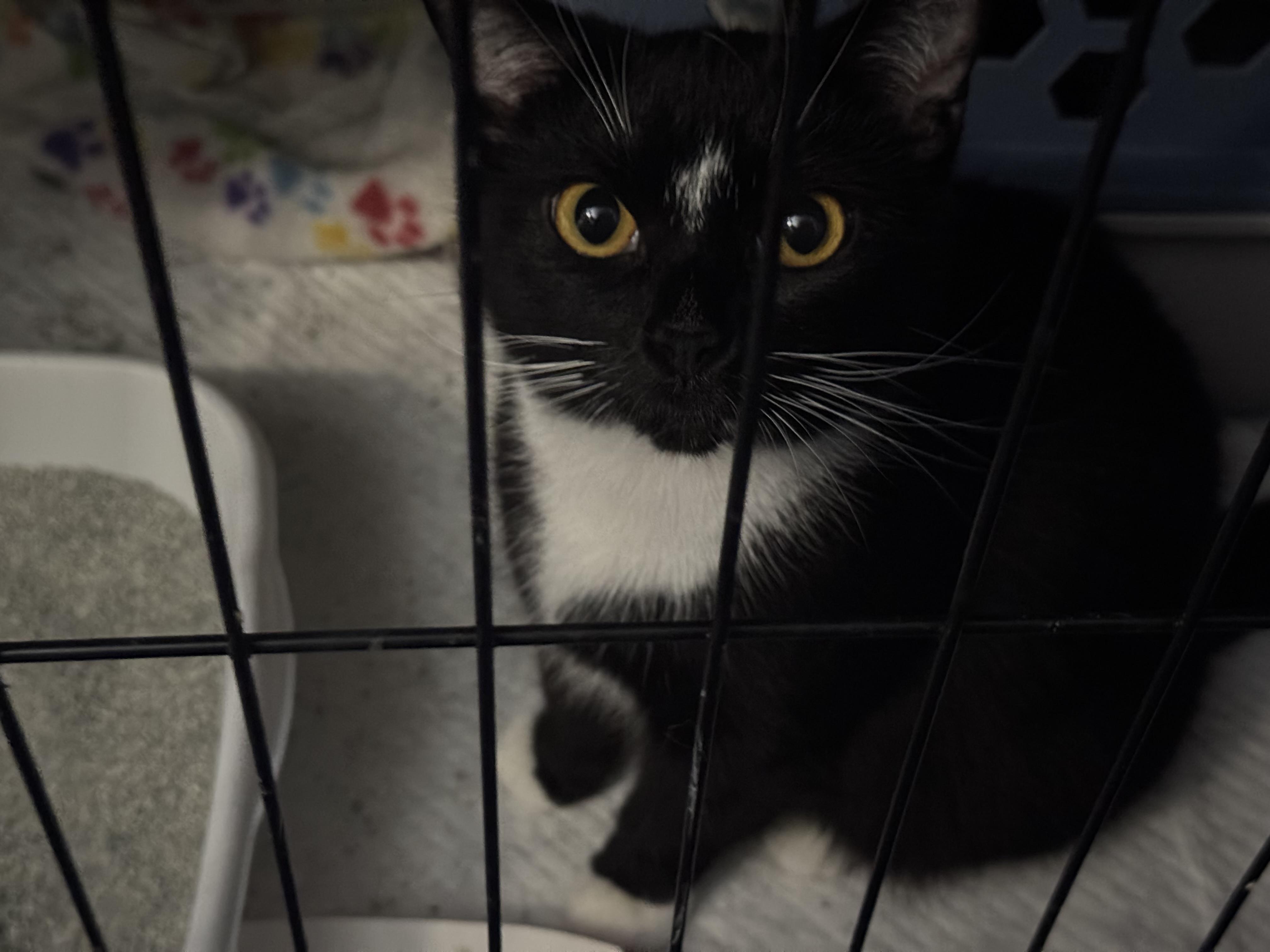 Enlarge Mini Mavis & Flower (Sisters), a Adoptable Domestic Short Hair in Evans City, PA image 3/3