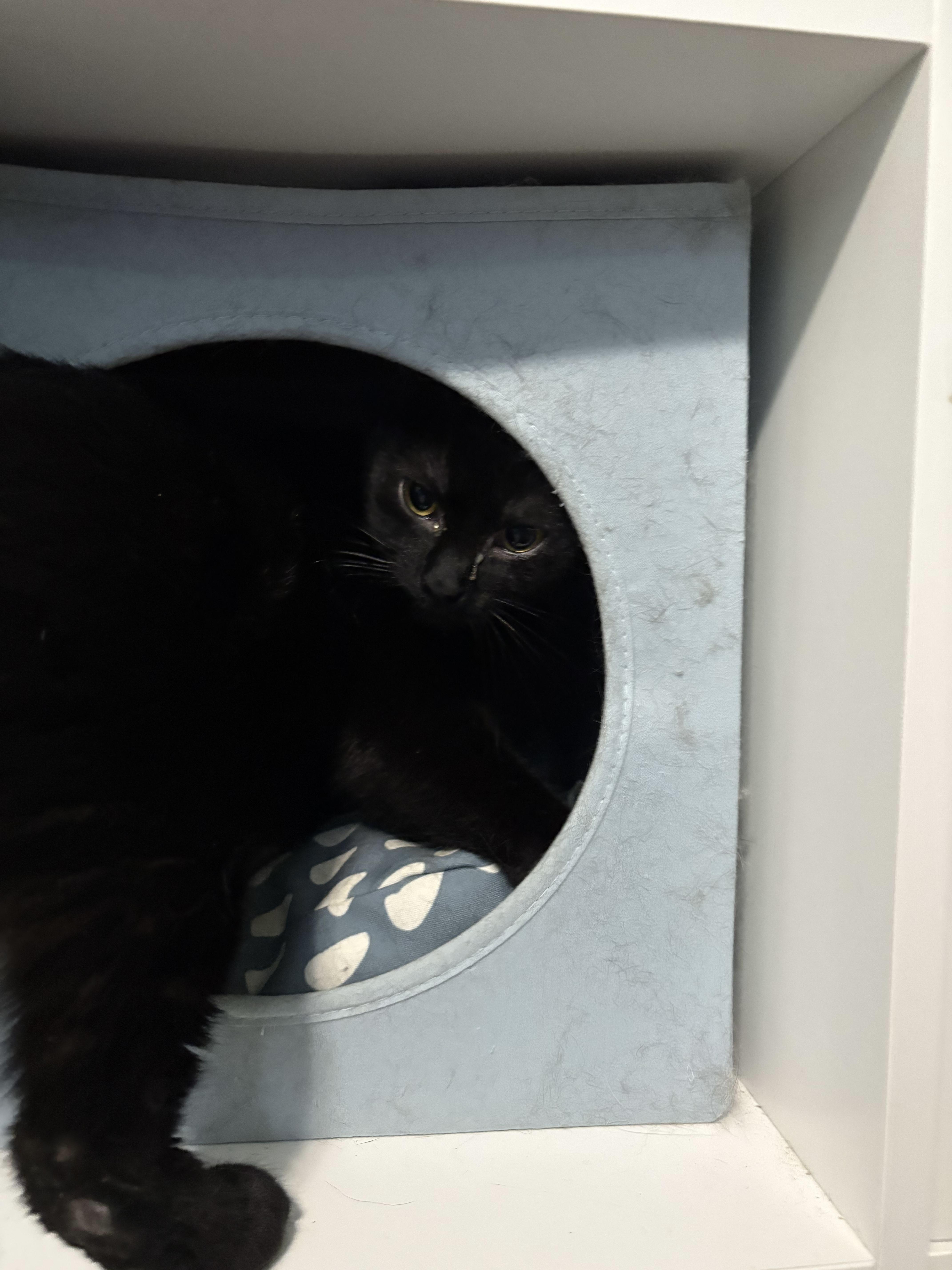 Enlarge Mini Mavis & Flower (Sisters), a Adoptable Domestic Short Hair in Evans City, PA image 1/3