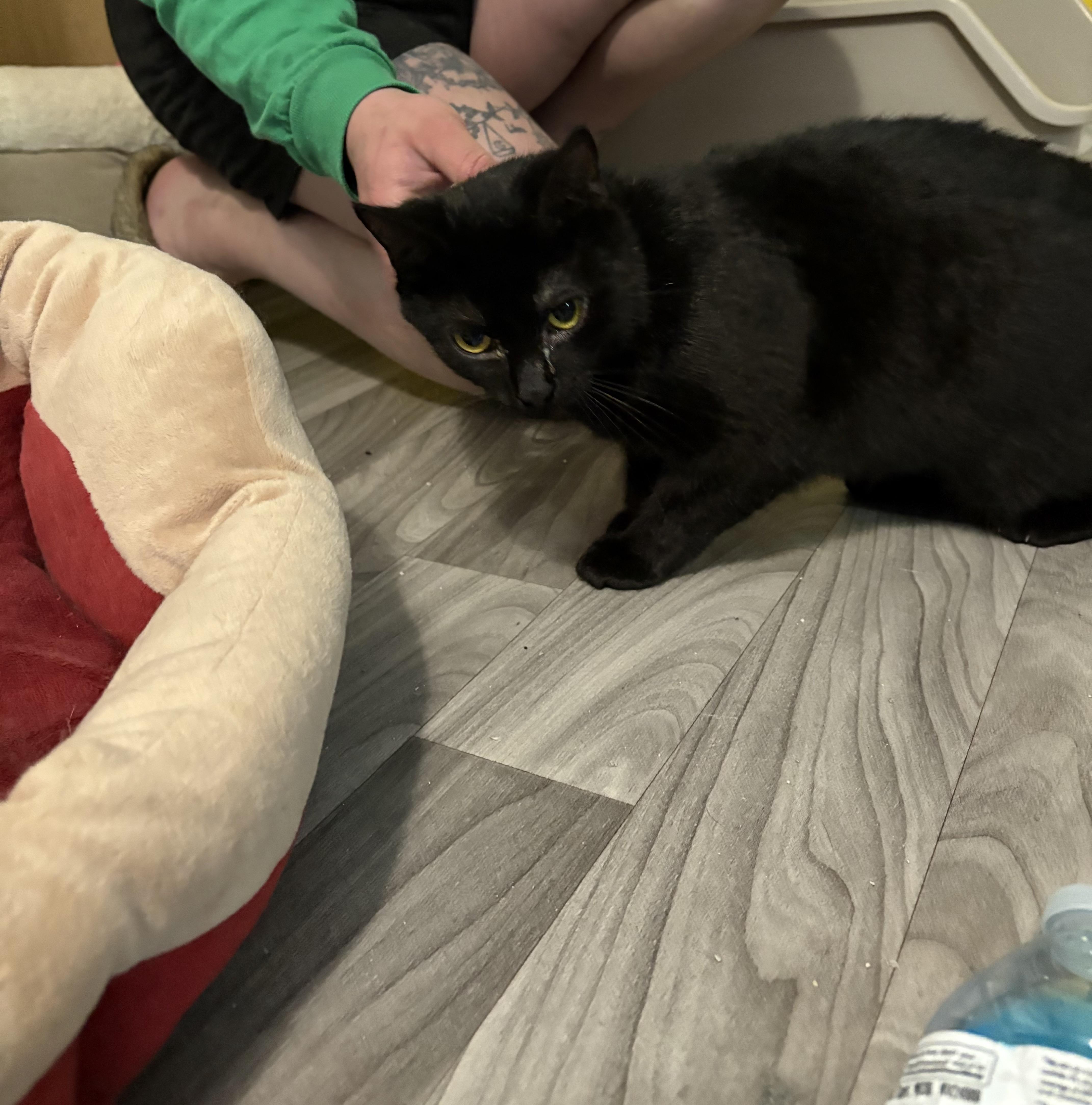 Enlarge Mini Mavis & Flower (Sisters), a Adoptable Domestic Short Hair in Evans City, PA image 2/3