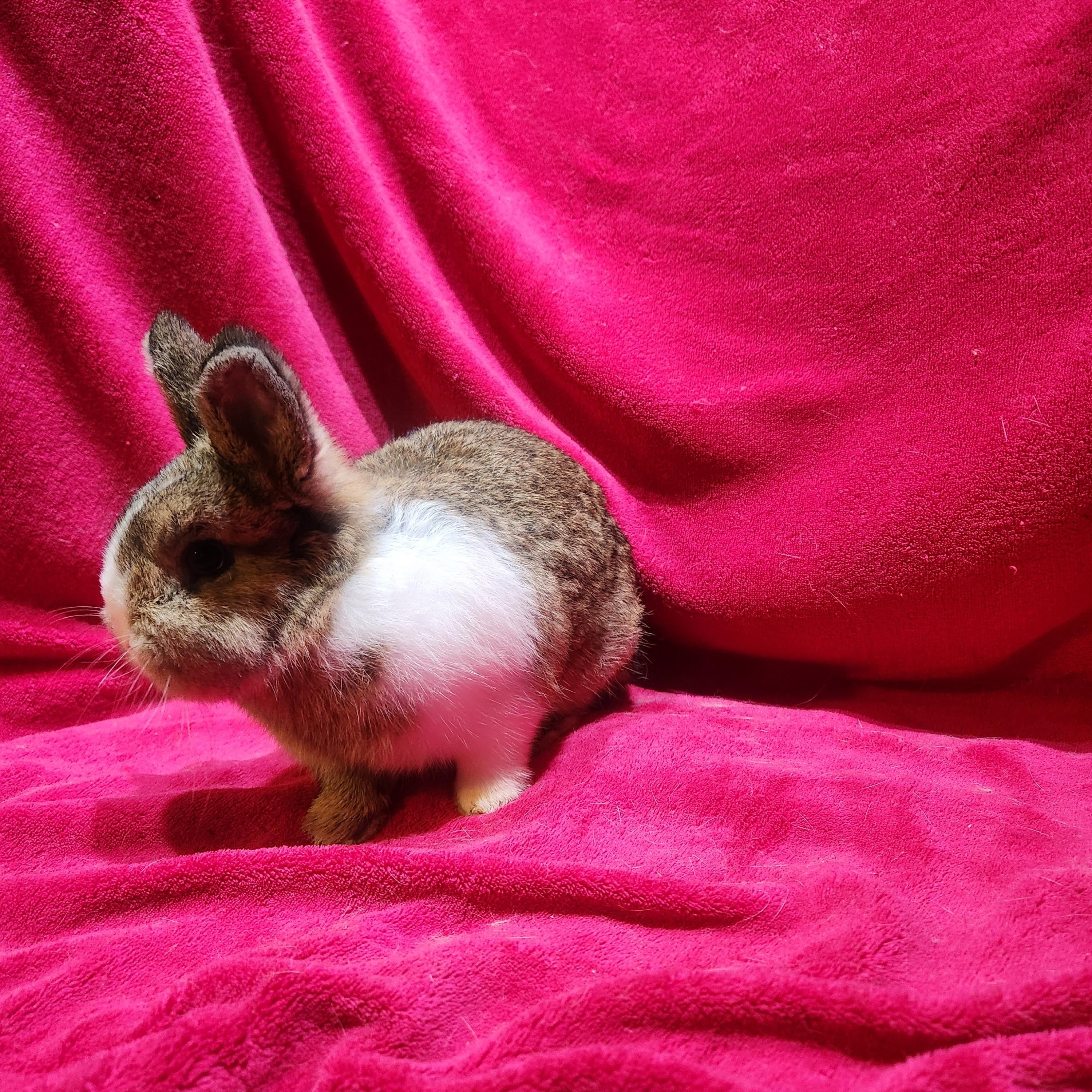 Lorenzo & Spud, adopted, Baby Male Netherland Dwarf.