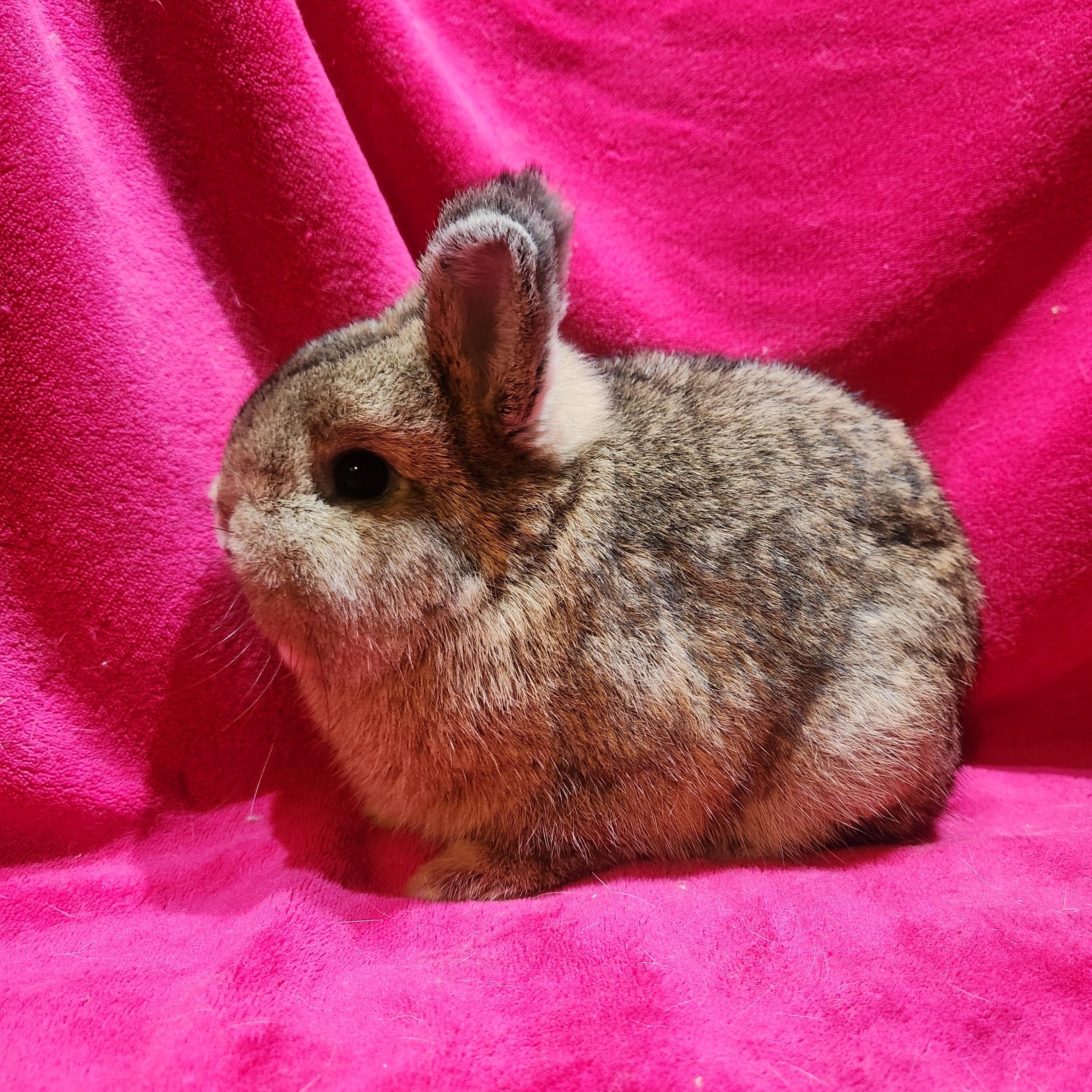 Lorenzo & Spud, an adopted Netherland Dwarf in Gig Harbor, WA image 3/4