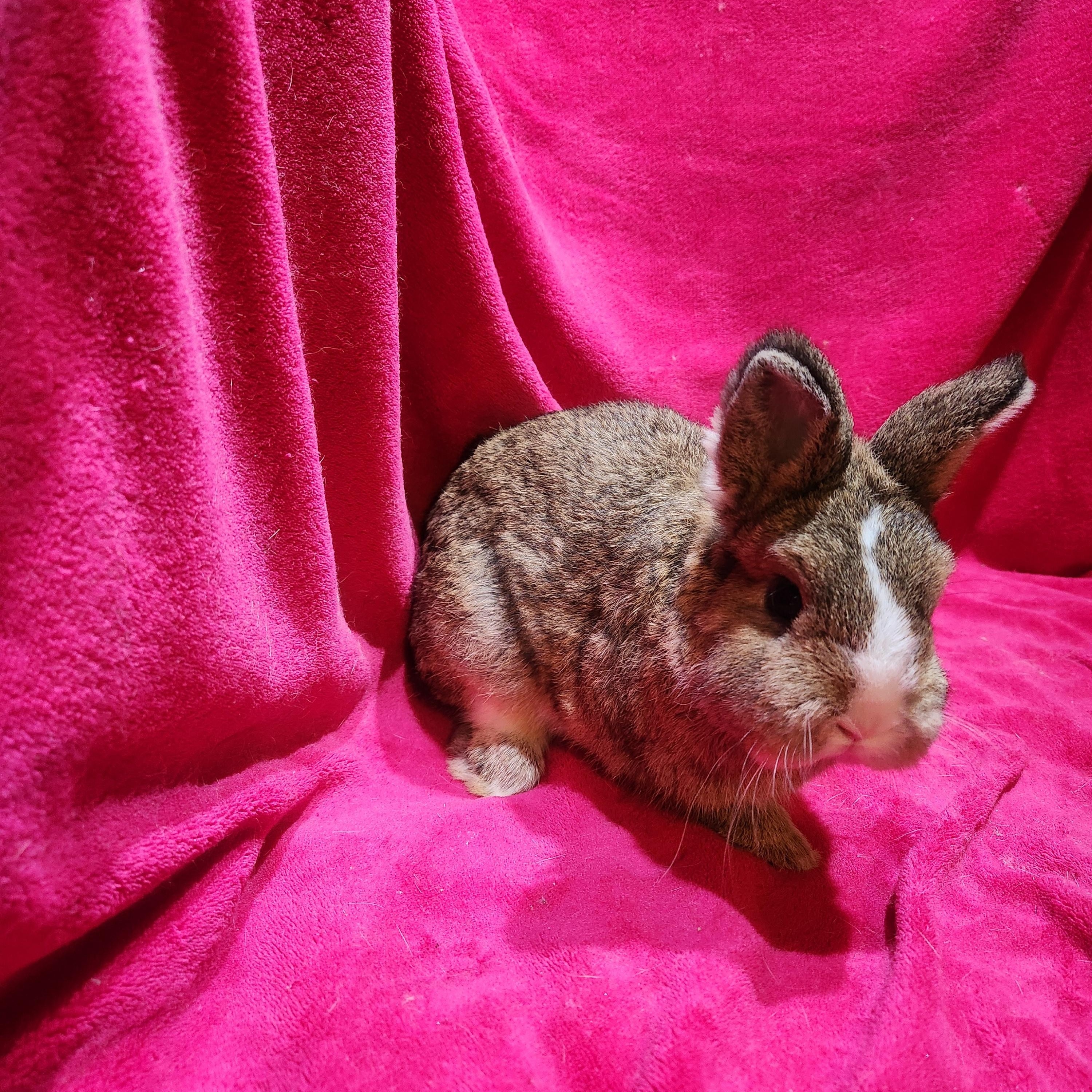 Lorenzo & Spud, an adopted Netherland Dwarf in Gig Harbor, WA image 2/4