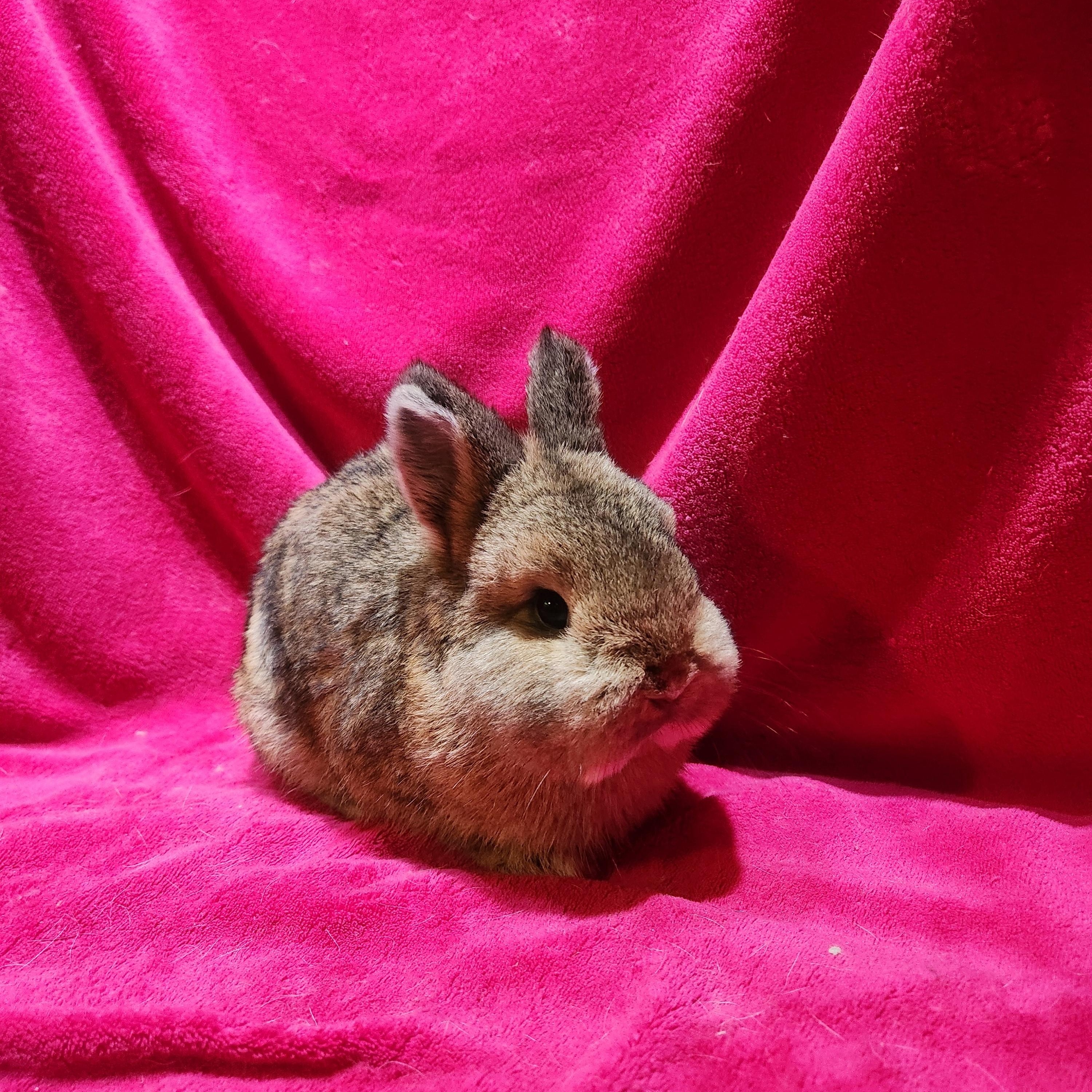 Lorenzo & Spud, an adopted Netherland Dwarf in Gig Harbor, WA image 4/4