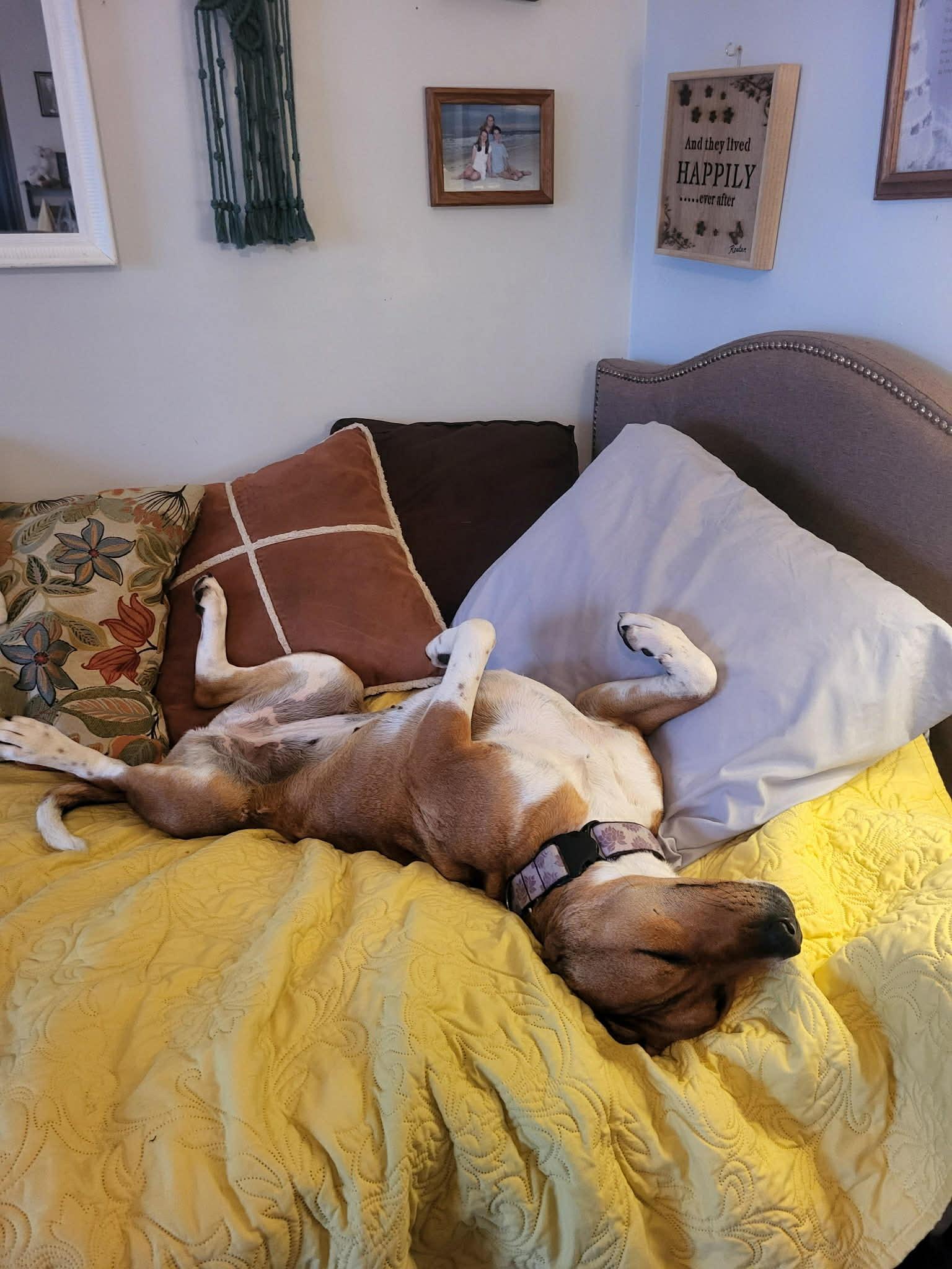 Enlarge Brownie, a Adoptable mixed breed in Harwinton, CT image 5/6