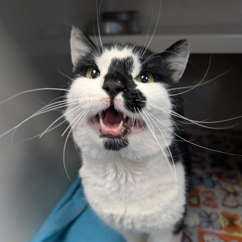 Olaf, Adoptable, Adult Male Domestic Short Hair.