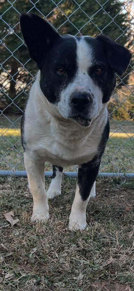 Enlarge BUBBA, a Adoptable mixed breed in East Flat Rock, NC image 2/5