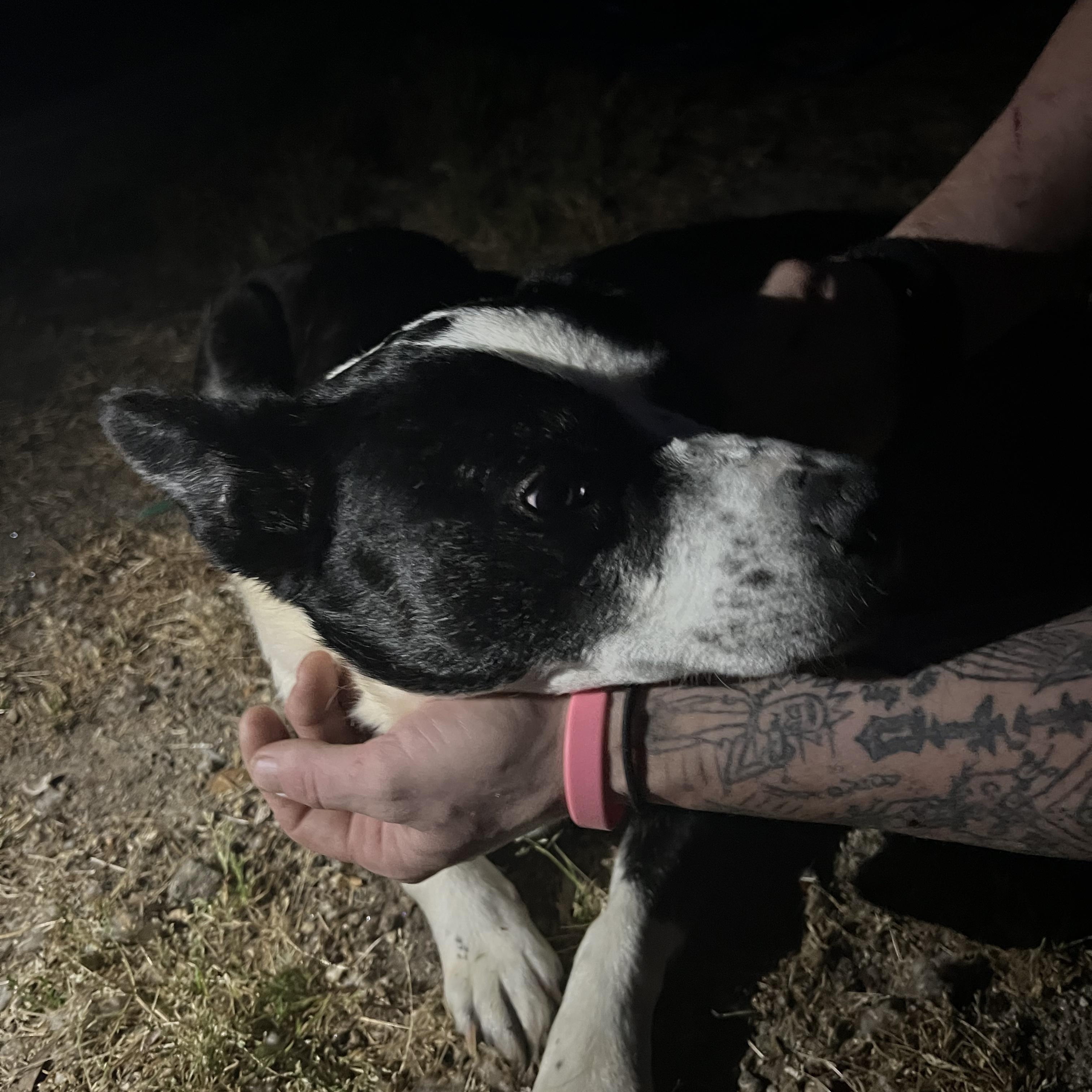Enlarge BUBBA, a Adoptable mixed breed in East Flat Rock, NC image 4/5