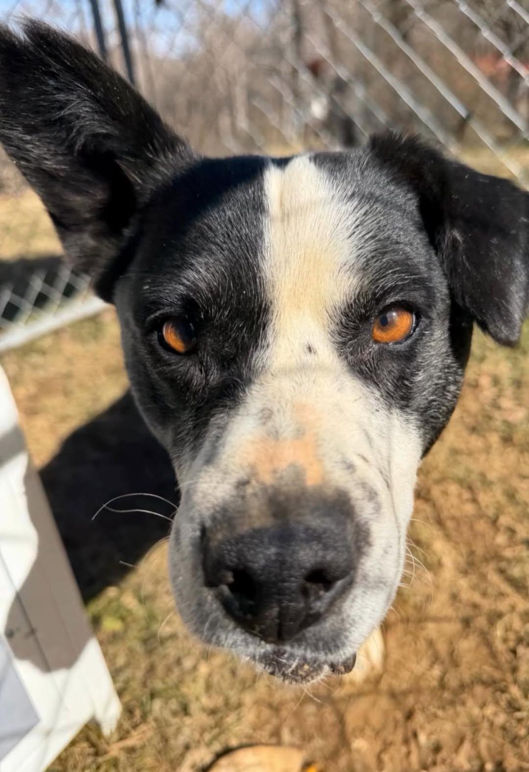 BUBBA, Adoptable, Adult Male Australian Cattle Dog / Blue Heeler & Border Collie.