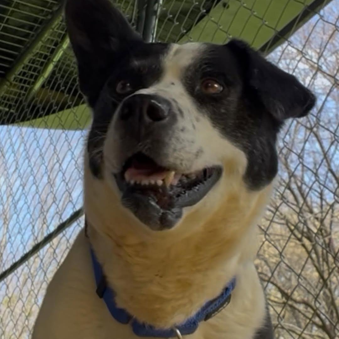 Enlarge BUBBA, a Adoptable mixed breed in East Flat Rock, NC image 3/5