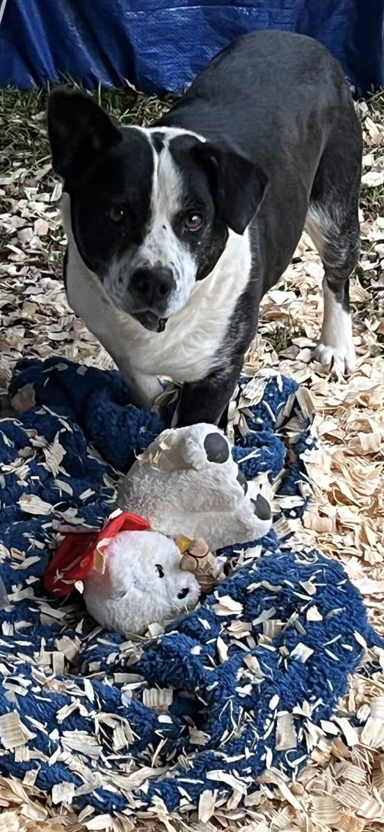 Enlarge BUBBA, a Adoptable mixed breed in East Flat Rock, NC image 5/5