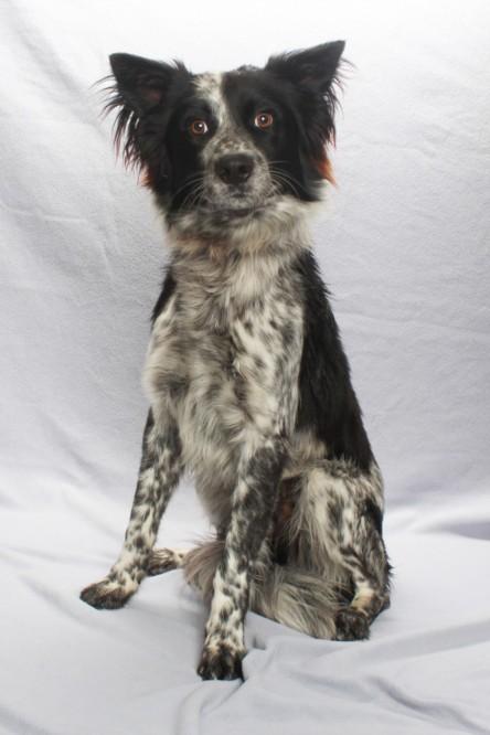 OZZIE, Adoptable, Young Male Australian Cattle Dog / Blue Heeler.