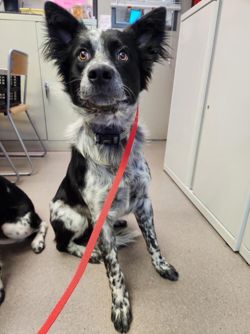 OZZIE, Adoptable, Young Male Australian Cattle Dog / Blue Heeler.